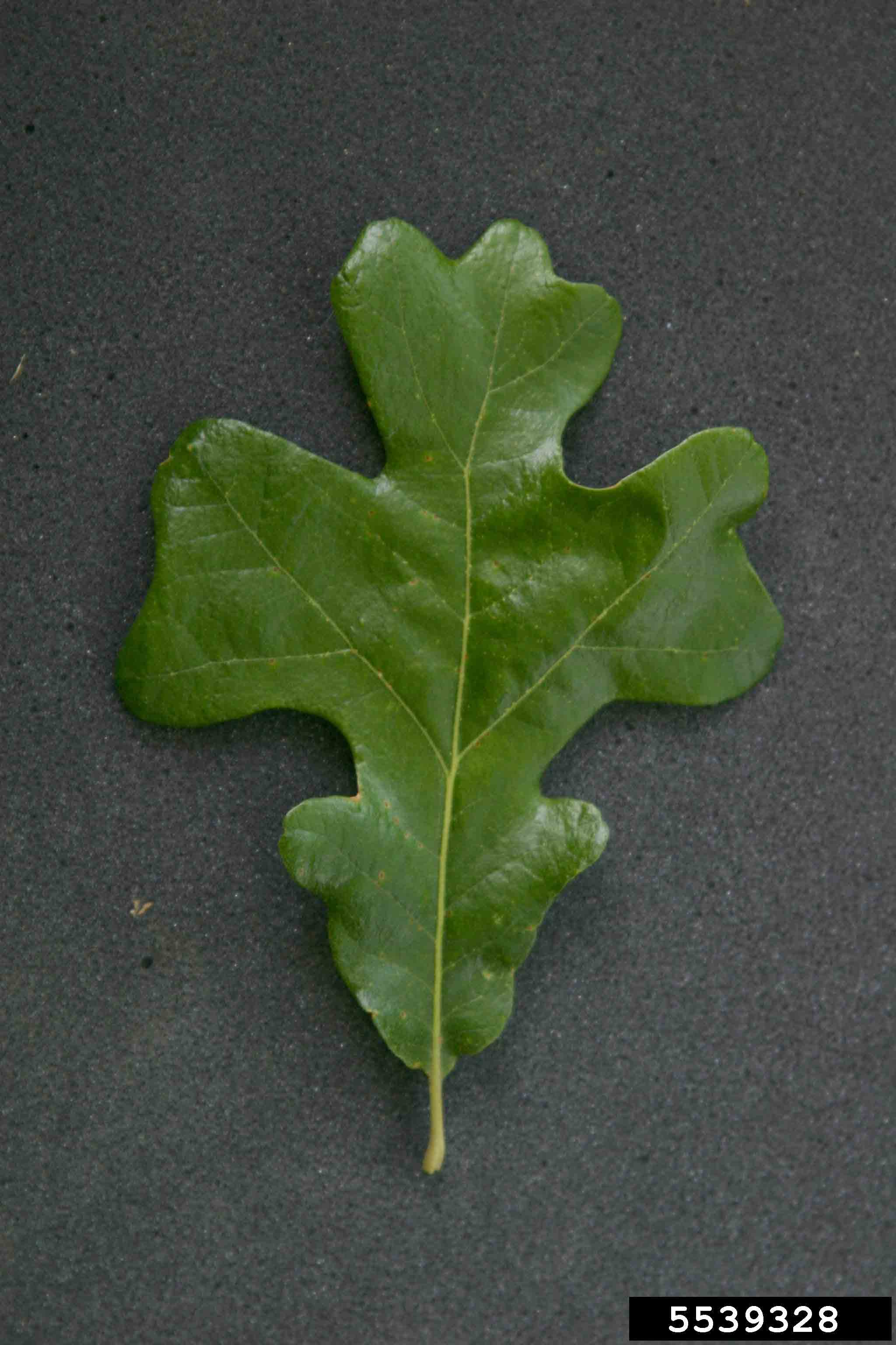 Post oak leaf, showing two central lobes at right angles, with no bristles on the tips