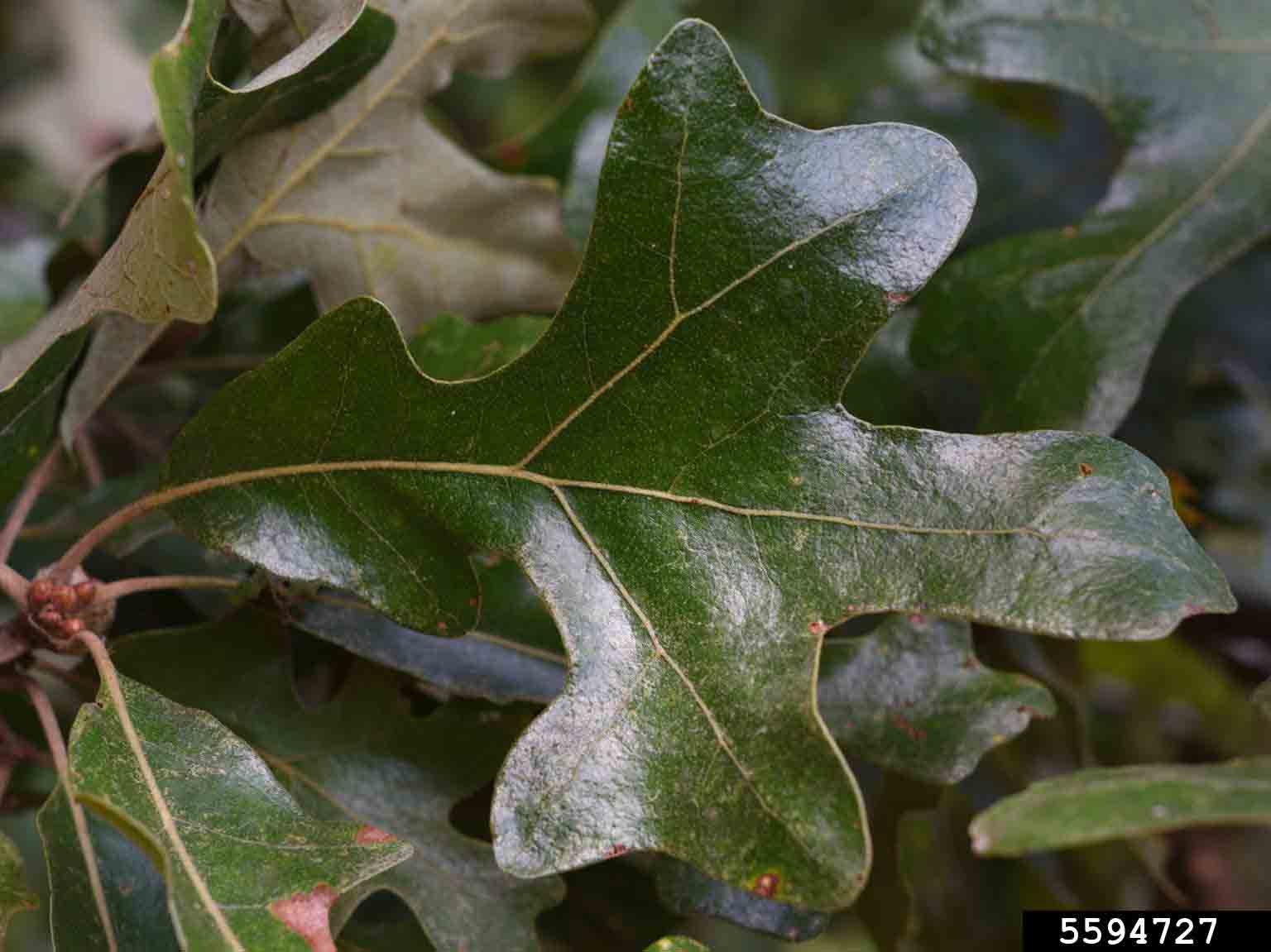 Post oak leaf, showing two central lobes at right angles, with no bristles on the tips