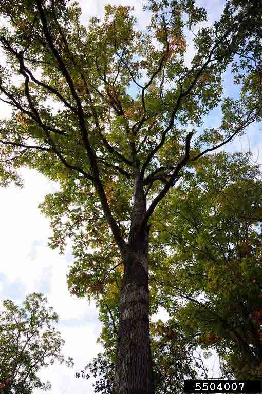 Post oak tree