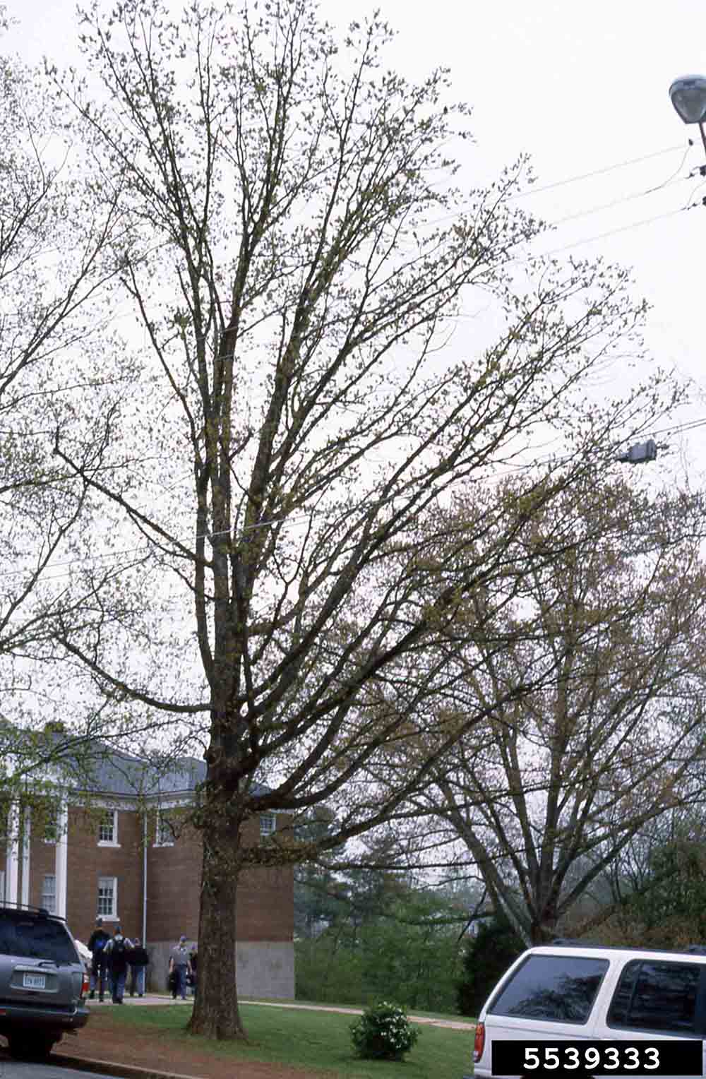 Post oak tree habit, winter