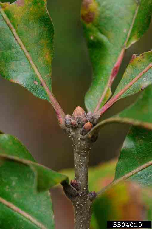 Post oak twig