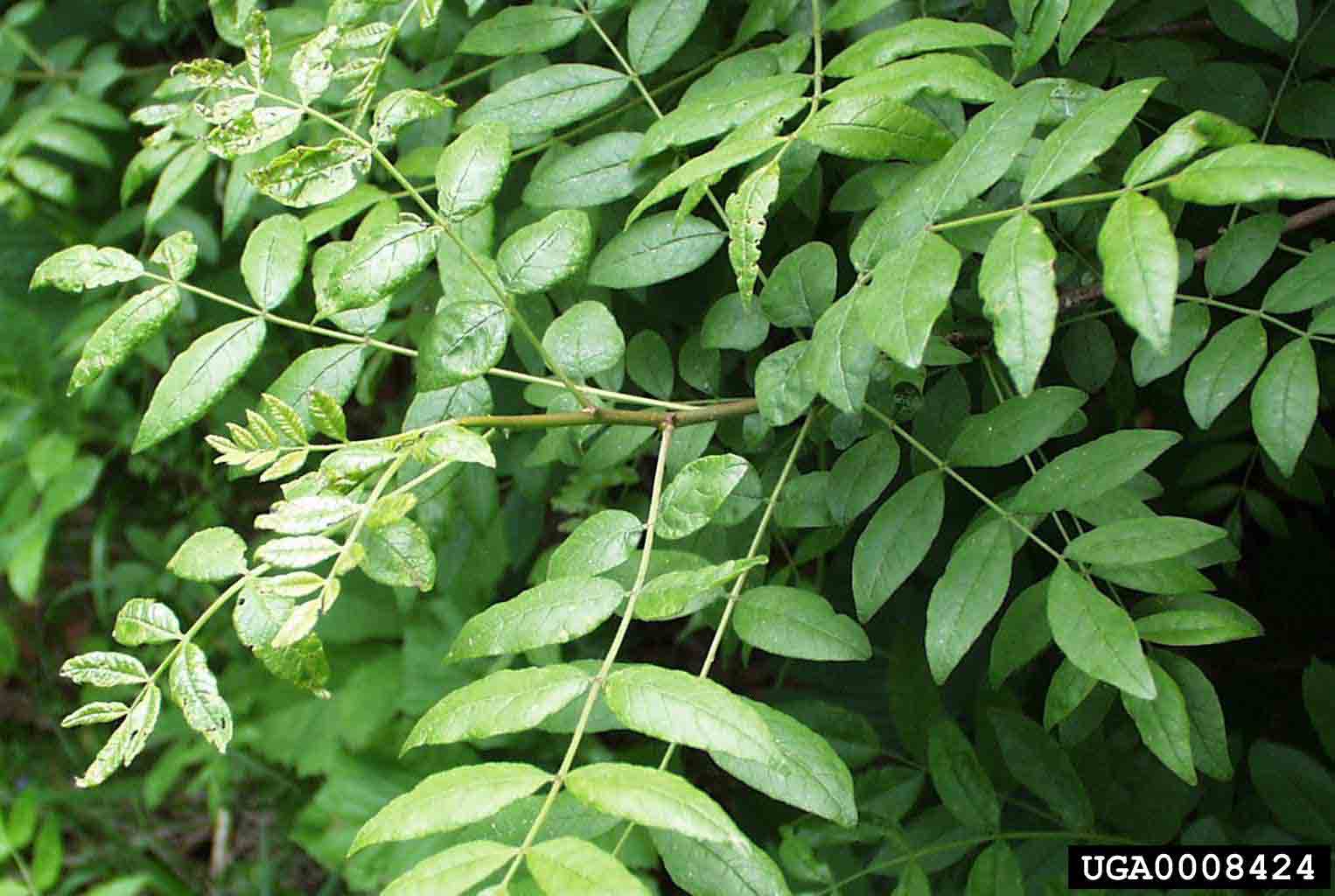 Toothache tree pinnately compound leaves, alternately arranged