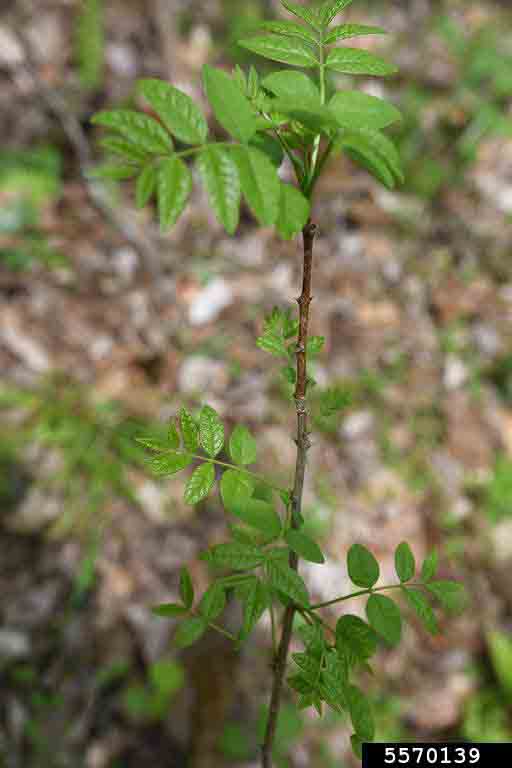 Young toothache tree