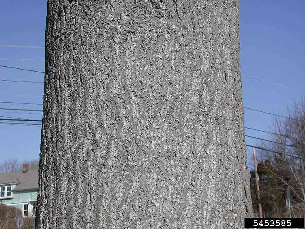 Princess tree bark on trunk of mature tree