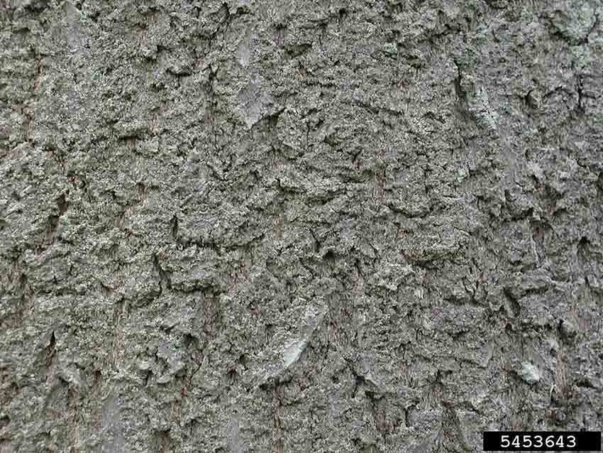 Princess tree bark on trunk of mature tree