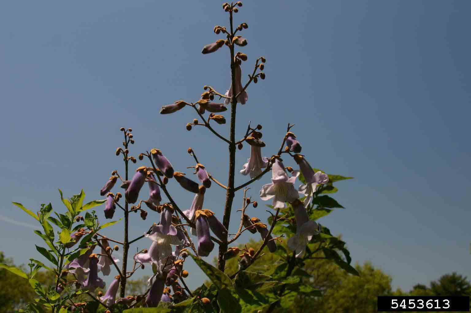 Princess tree flowers, in panicles