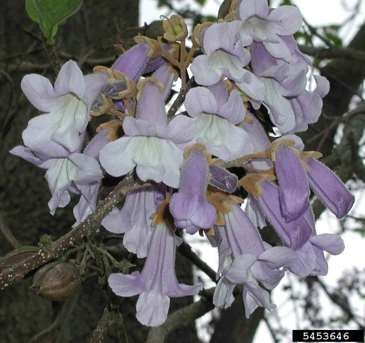 Princesstree flowers