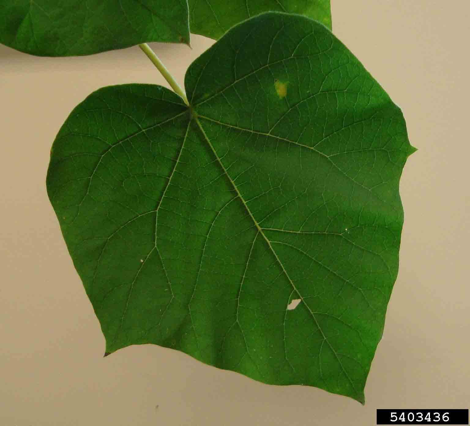 Princess tree leaf, upper side, showing widely spaced teeth and palmate veins
