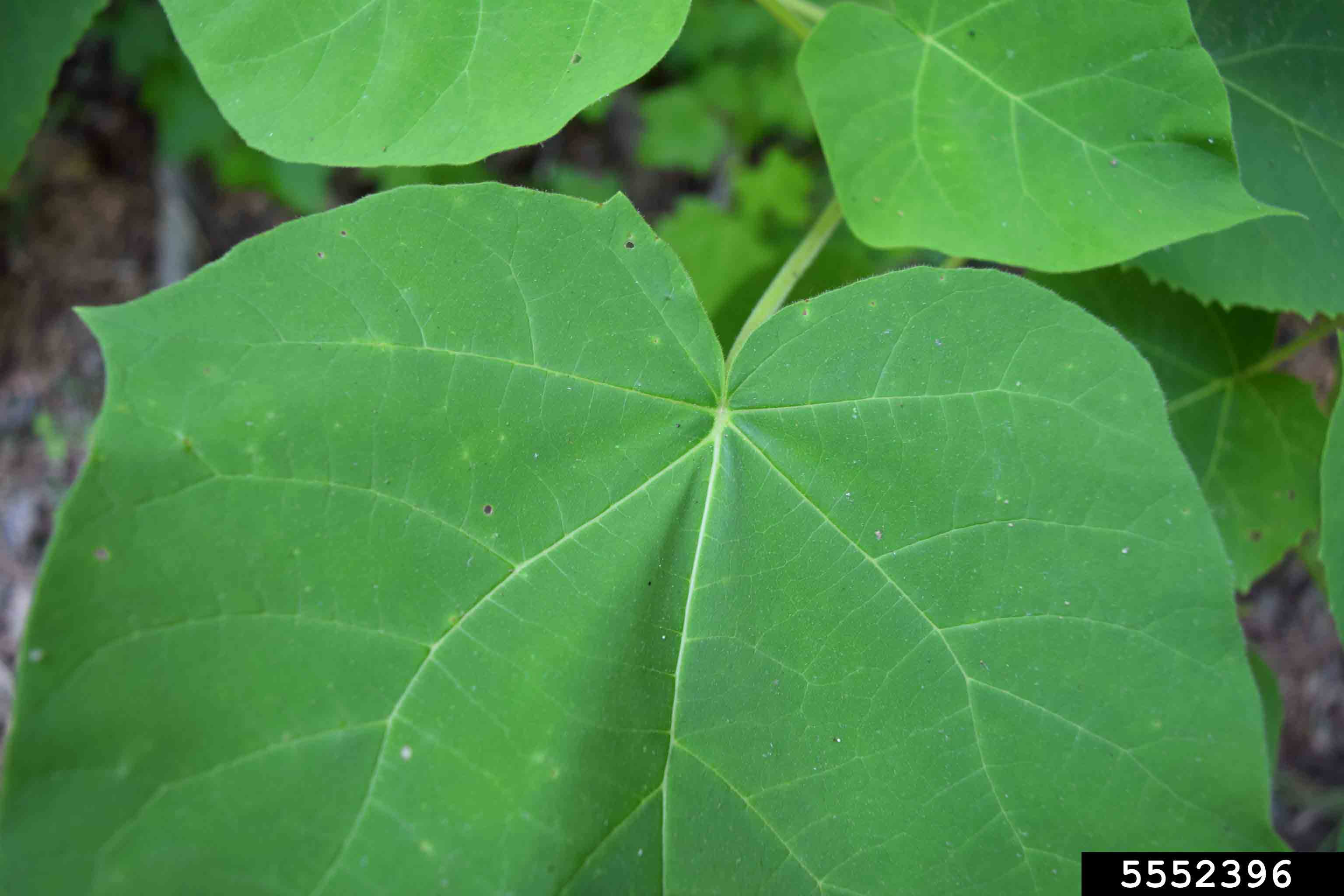 Princess tree leaf, showing palmate veining