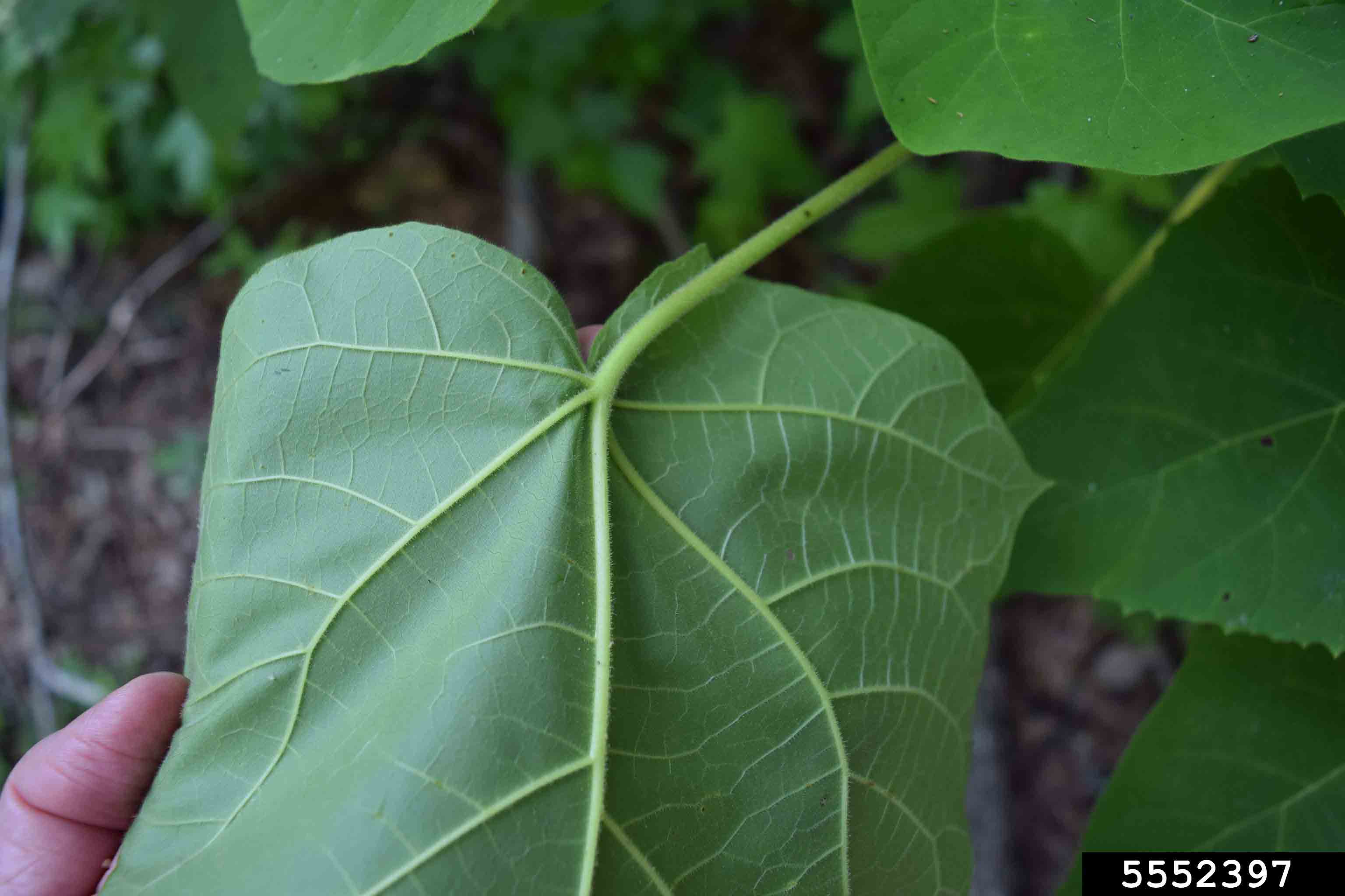 Princess tree leaf, underside