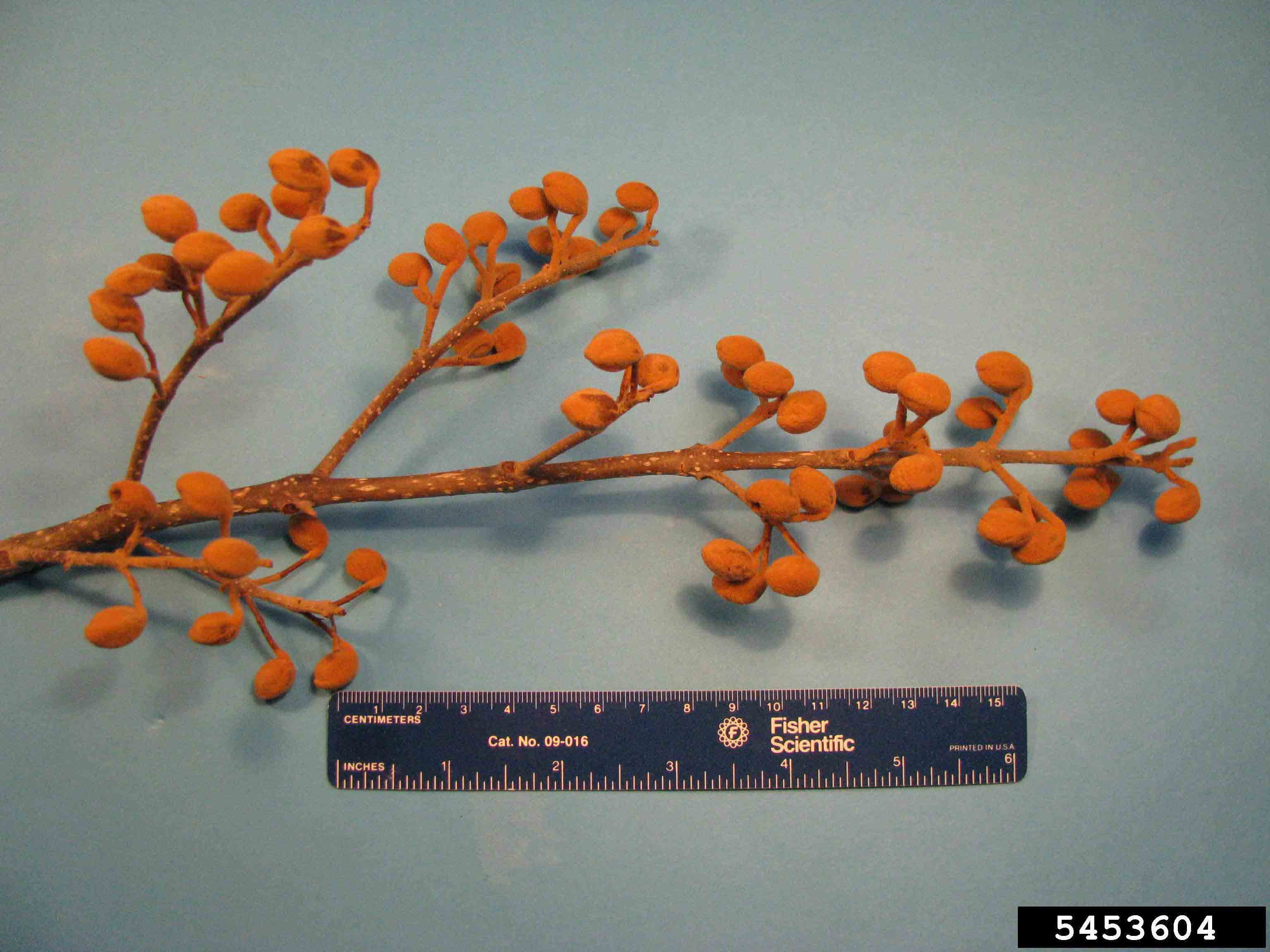 Princess tree fruit