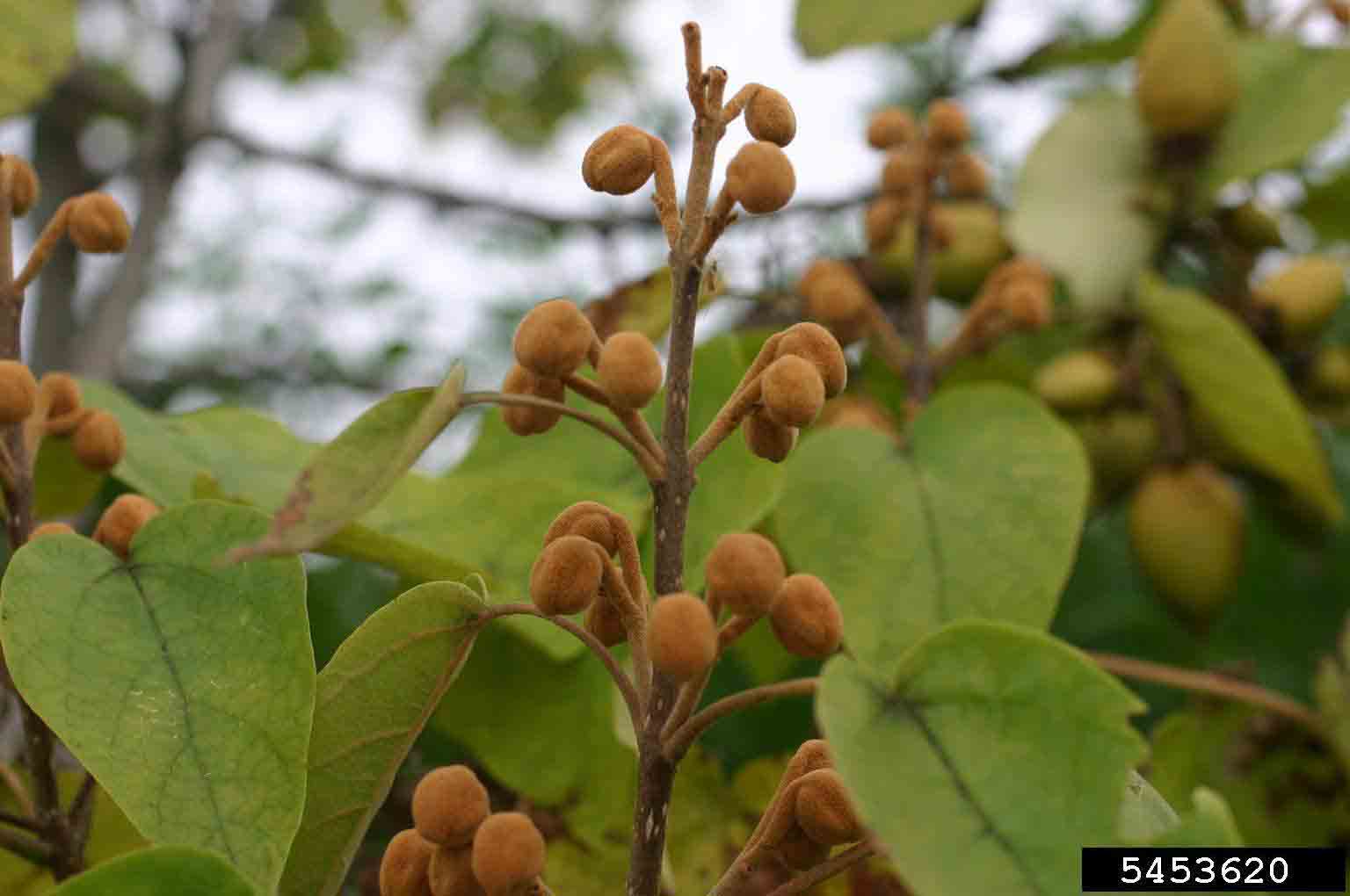 Princess tree fruit