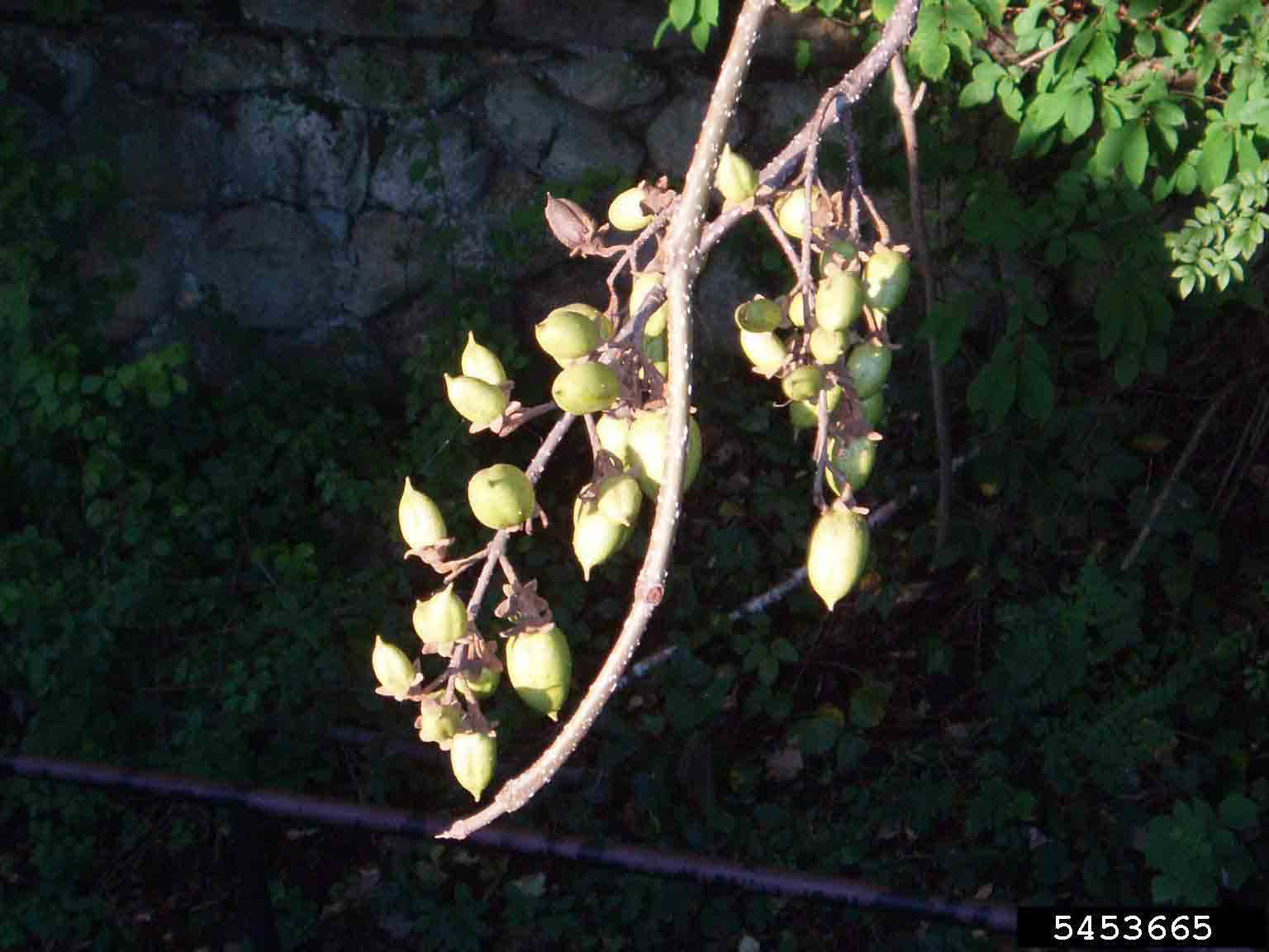 Princess tree fruit