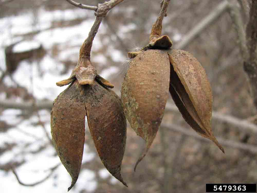 Princess tree split fruit capsule