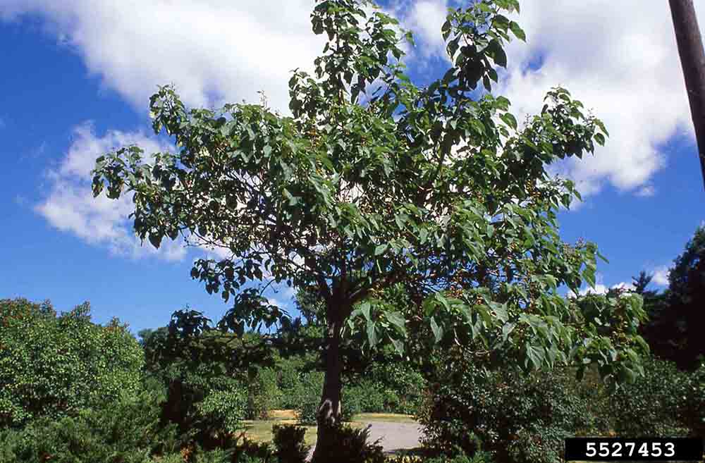 Princess tree, also Royal Paulownia tree