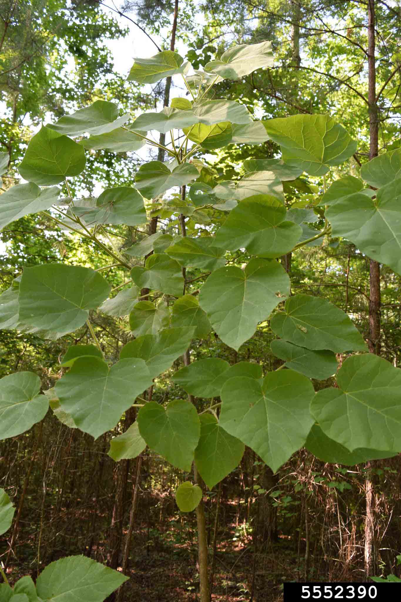 Princess tree sapling