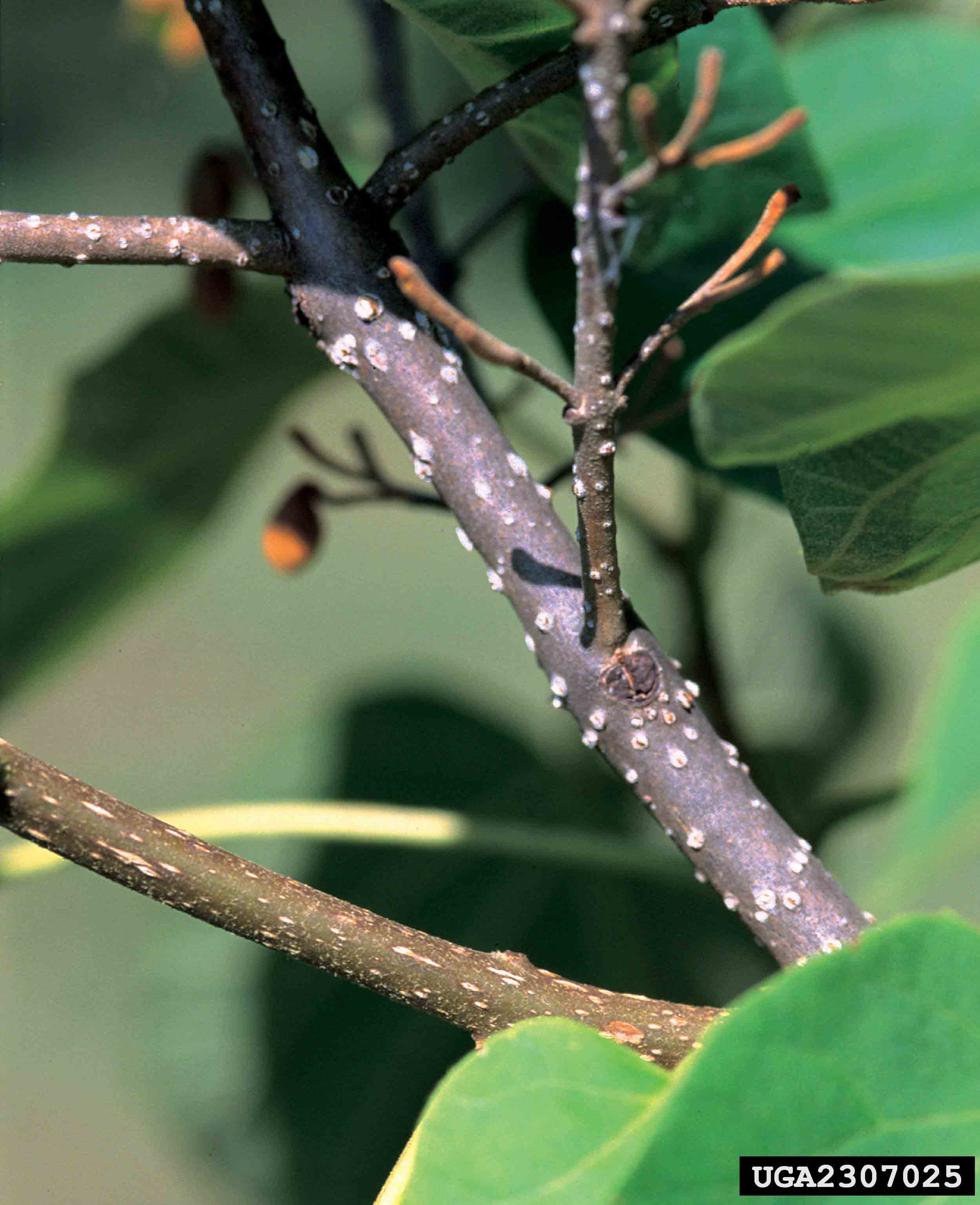 Princess tree twig
