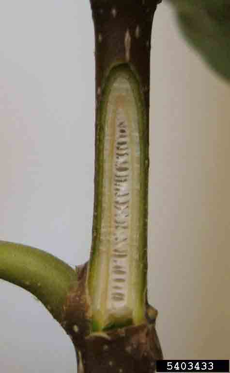 Princess tree twig