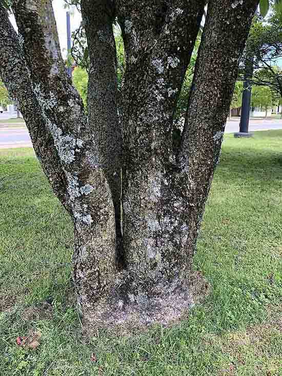 Red buckeye bark on mature trunk