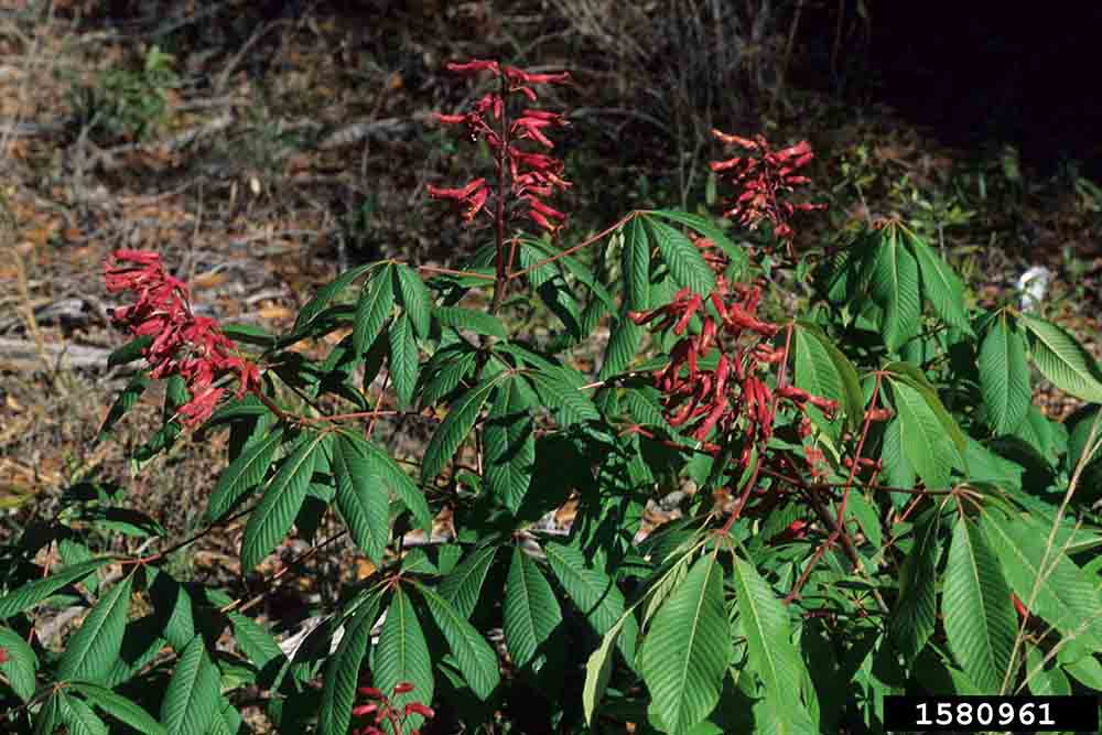 Red buckeye flowers, in terminal panicles