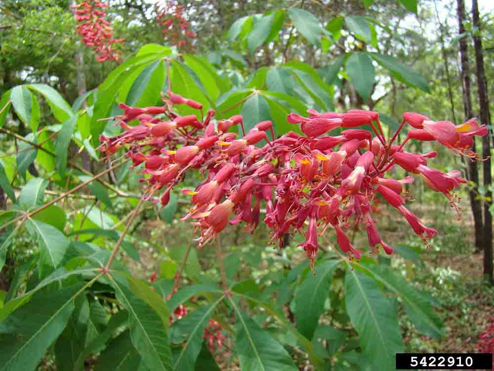 Red buckeye flowers