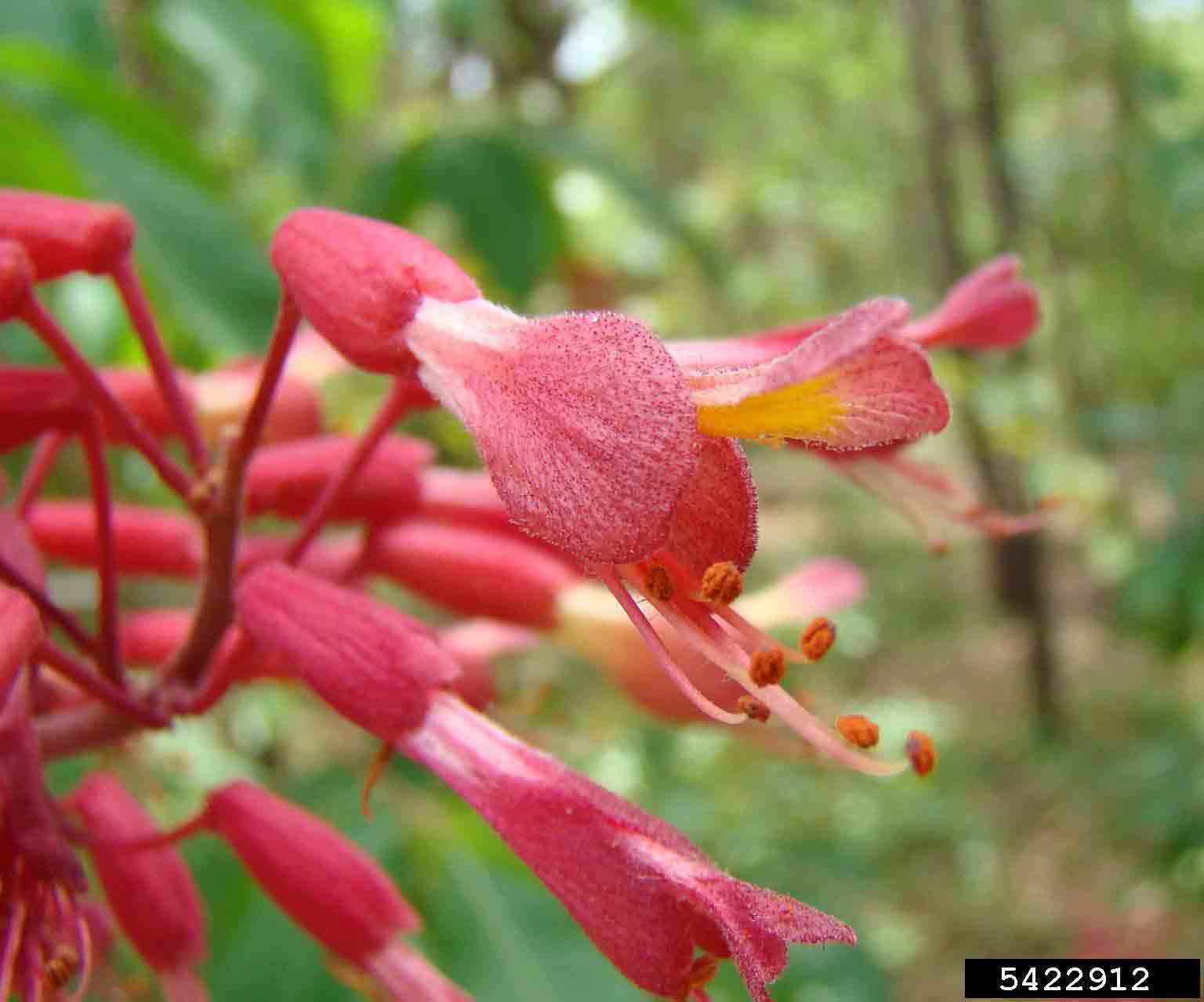 Red buckeye flower, 1.5" long