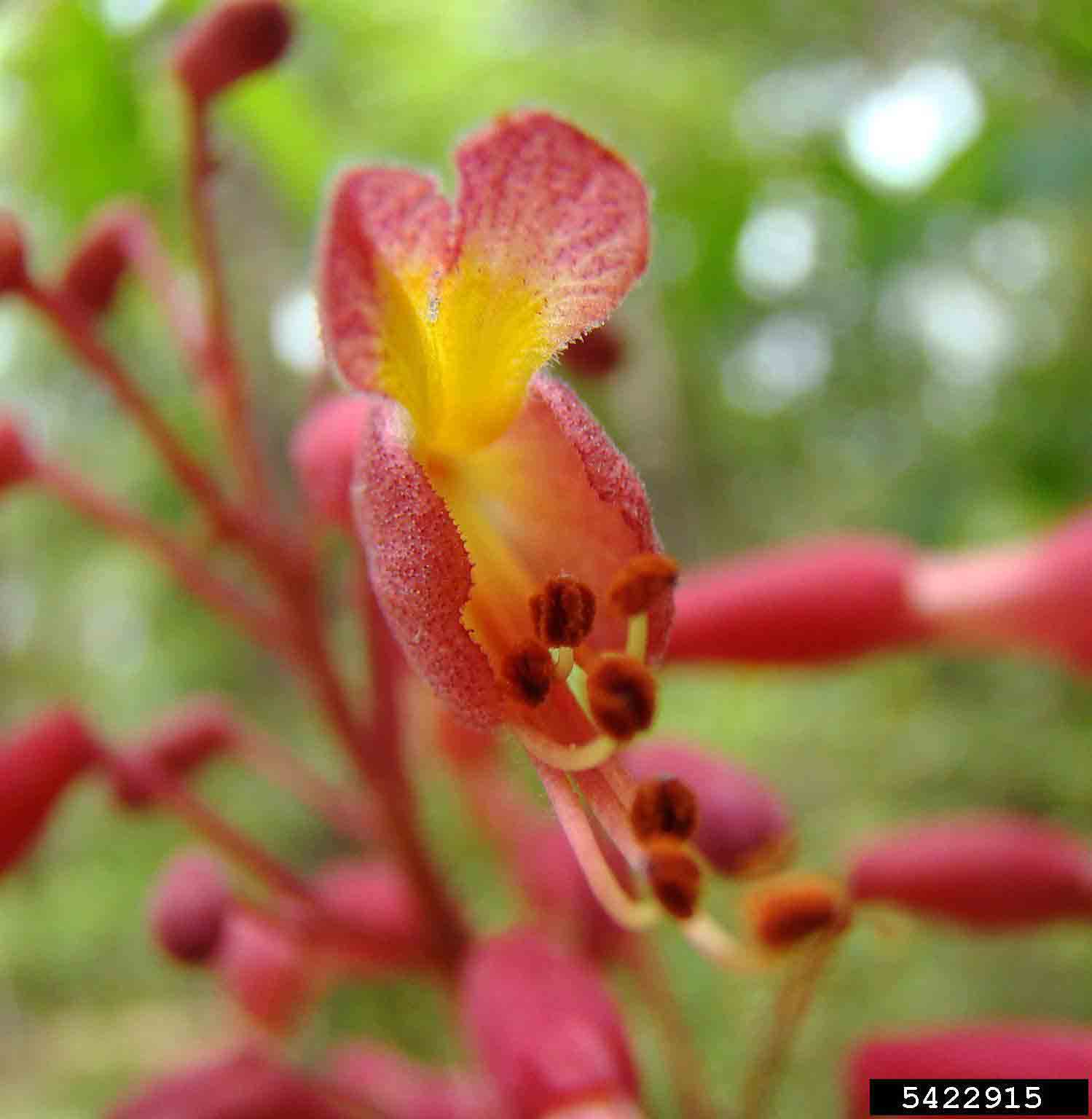 Red buckeye flower