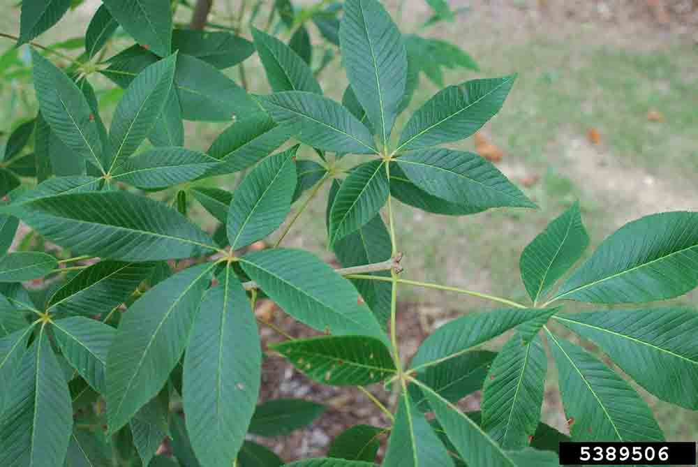 Red buckeye palmately compound leaves