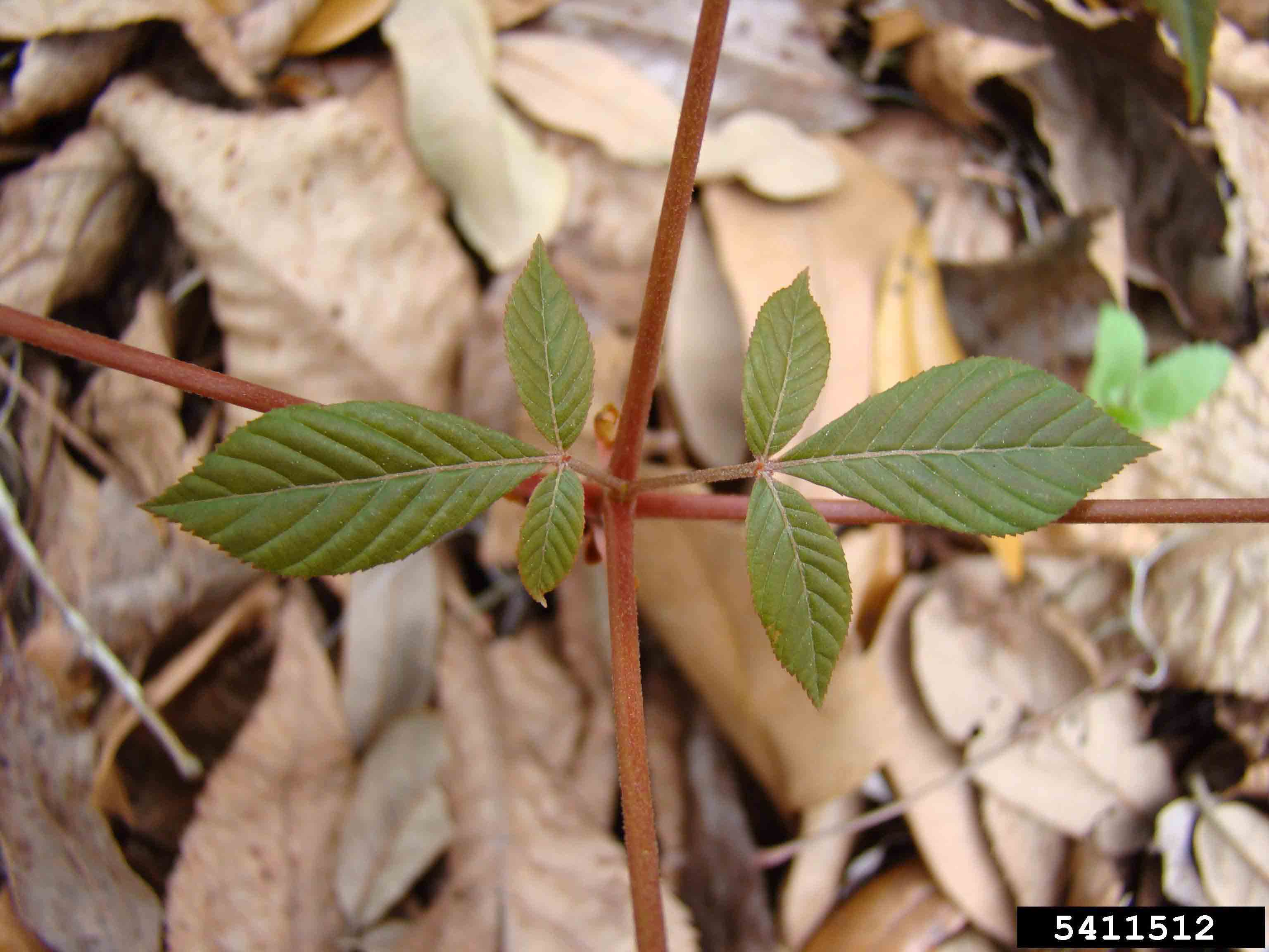 Red buckeye new leaves emerging