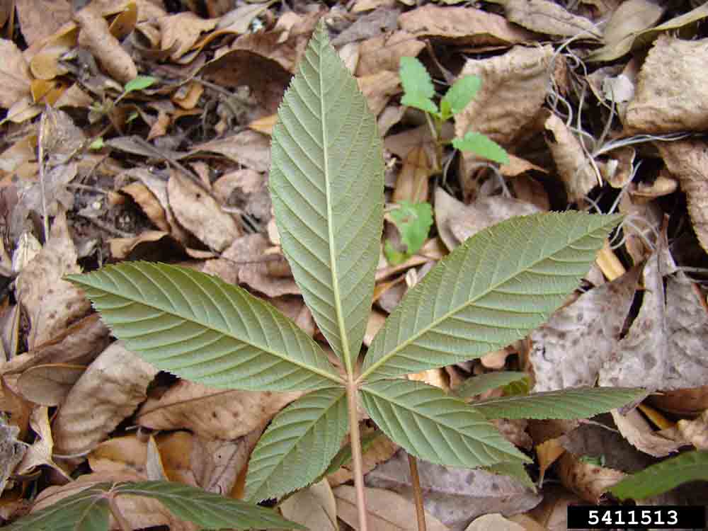 Red buckeye palmately compound leaf, underside