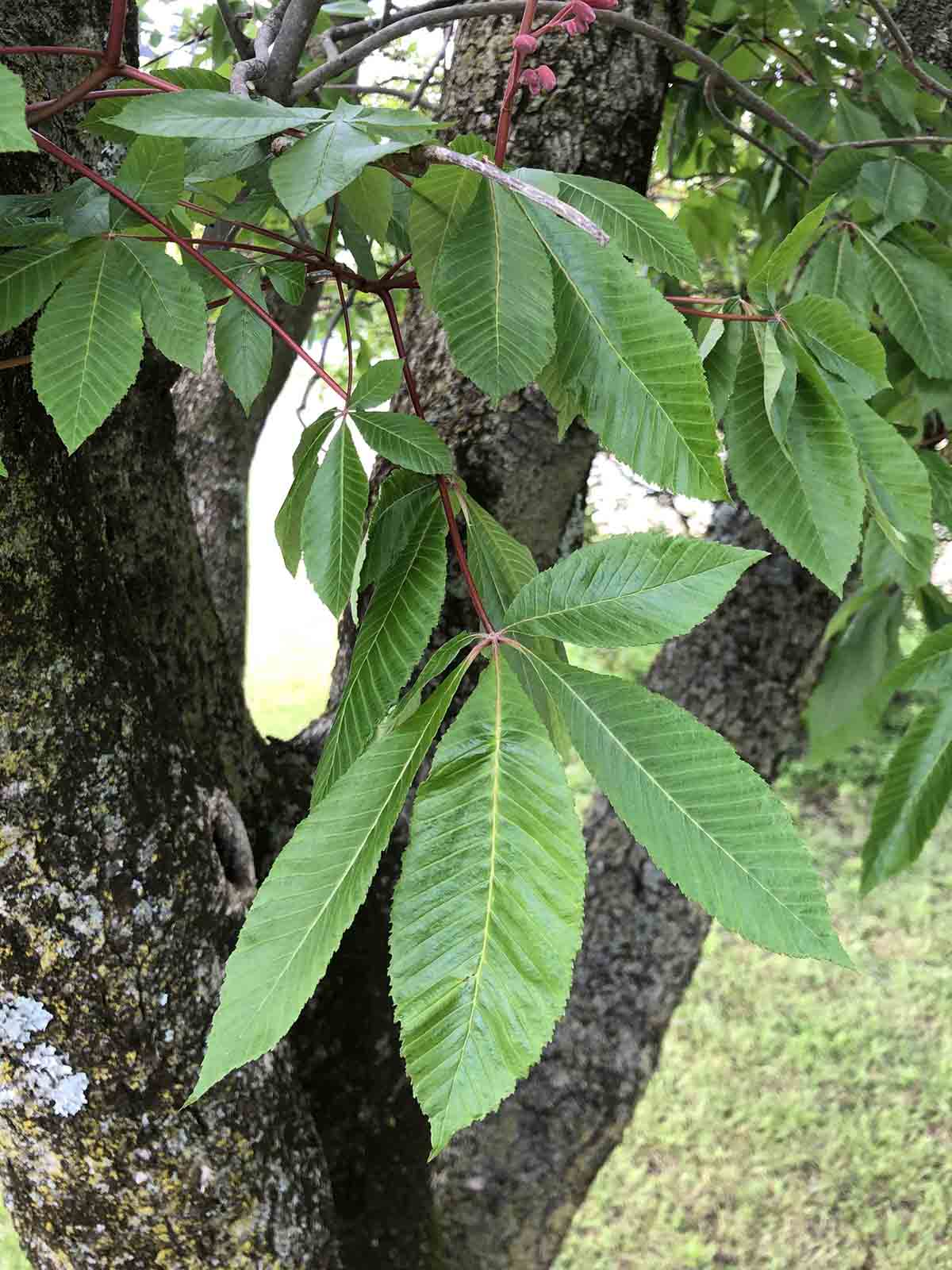 Red buckeye leaves