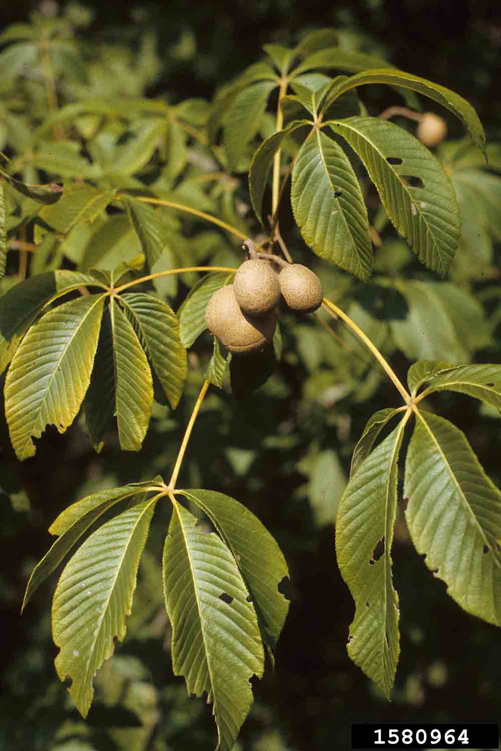 Red buckeye fruit