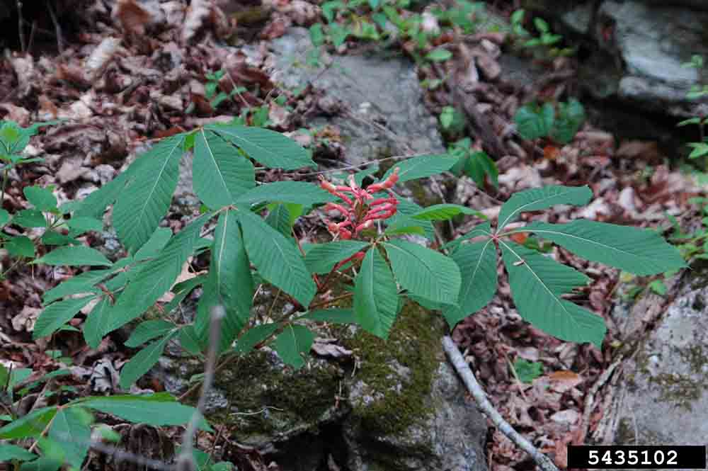 Red buckeye plant, spring