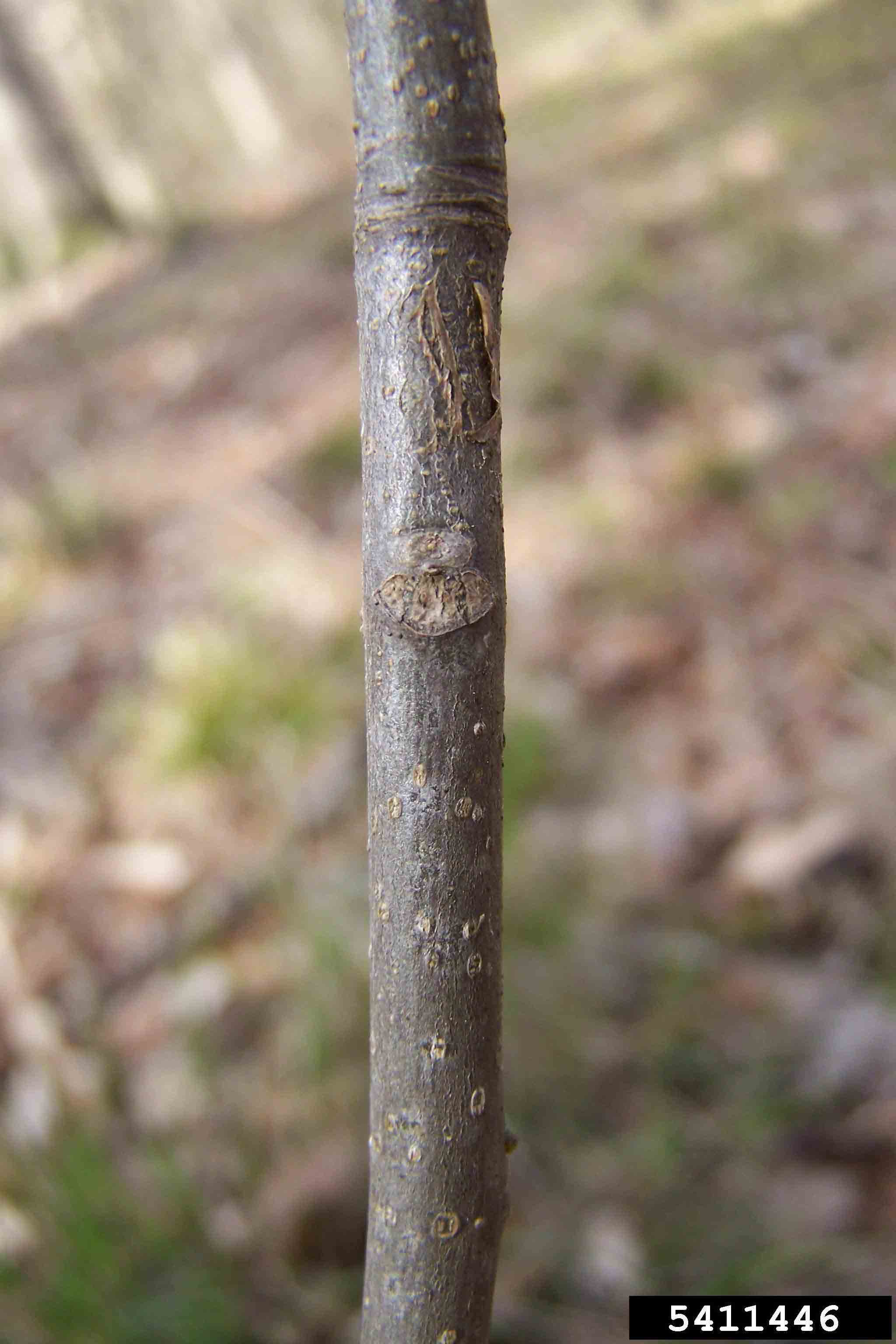 Red buckeye stem