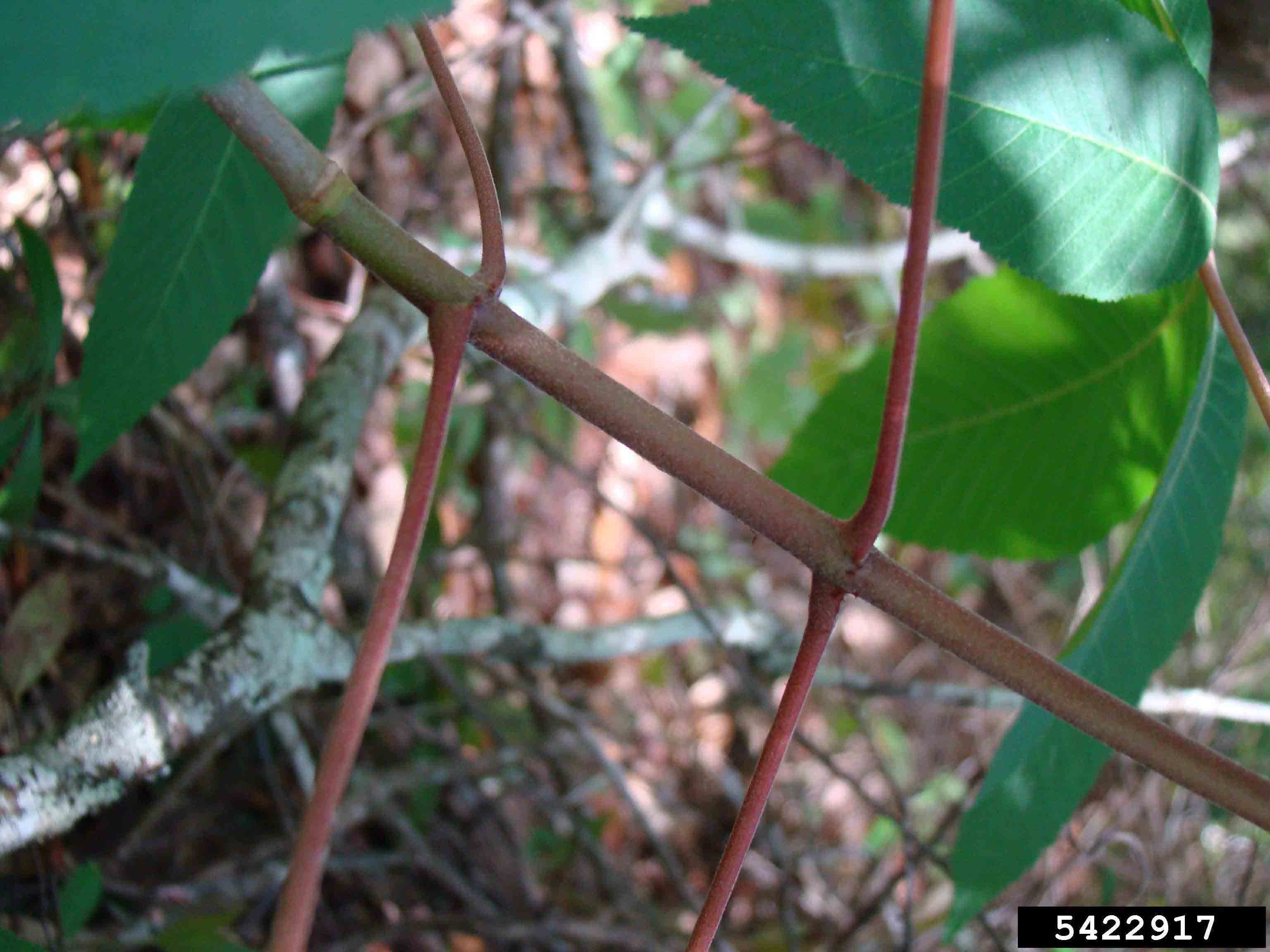 Red buckeye stem