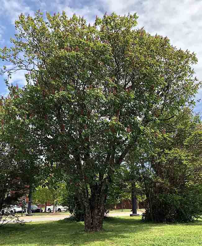 Red buckeye tree