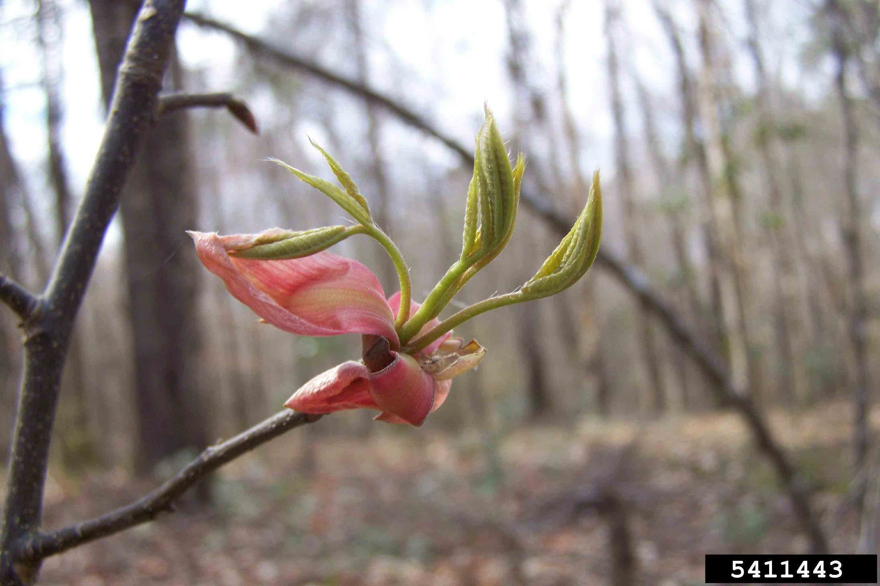 Red buckeye new leaves emerging