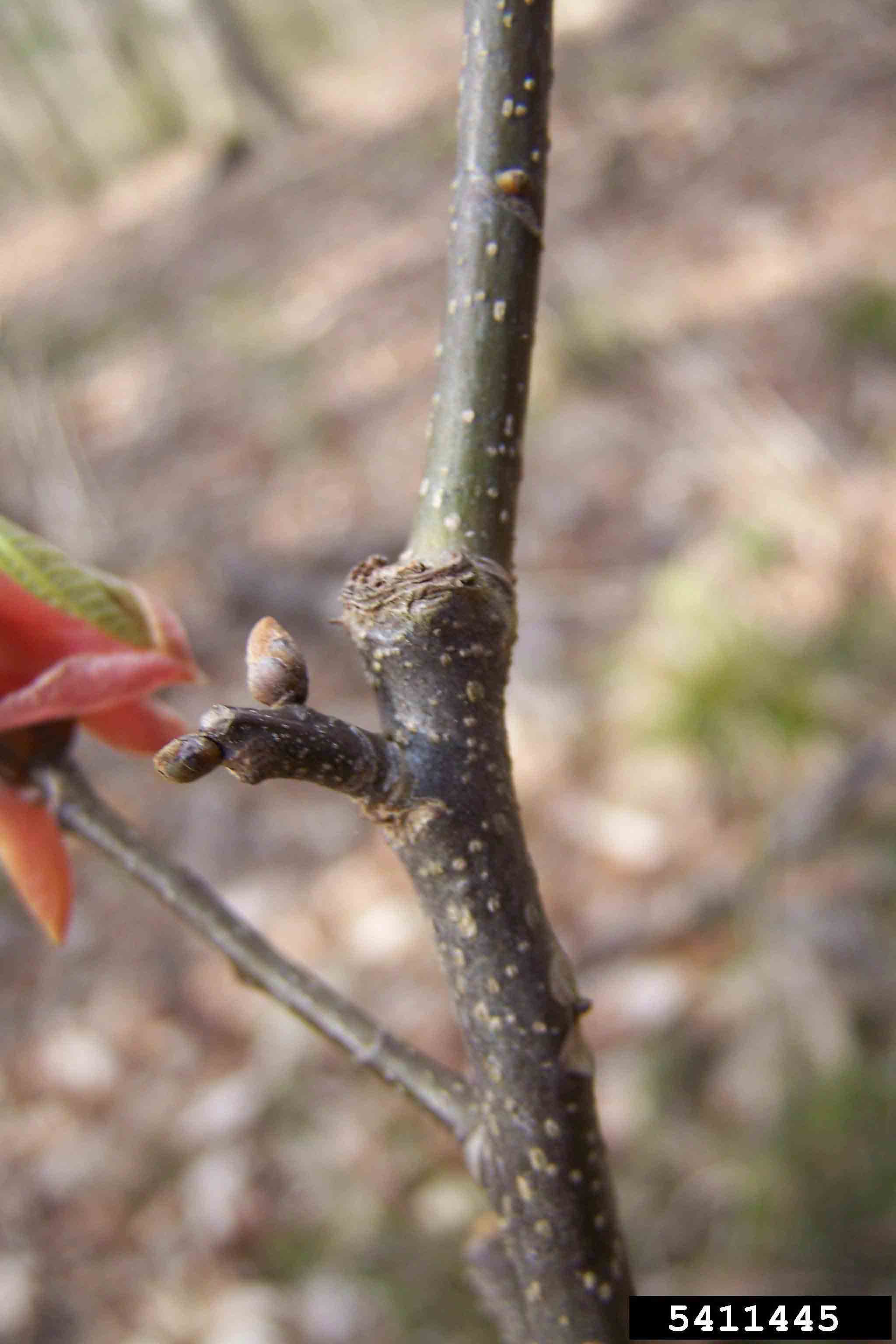 Red buckeye stem