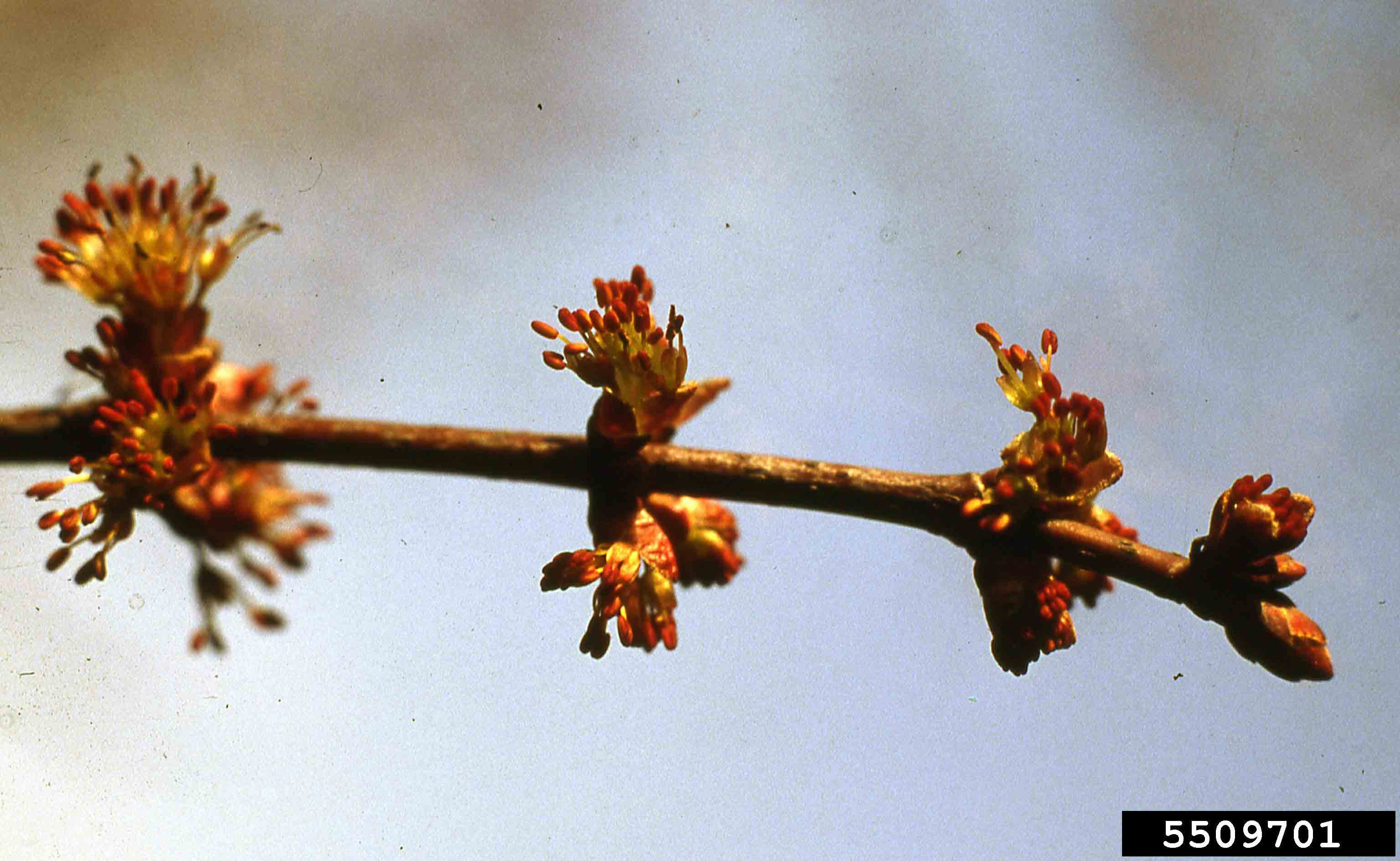 Red maple flowers