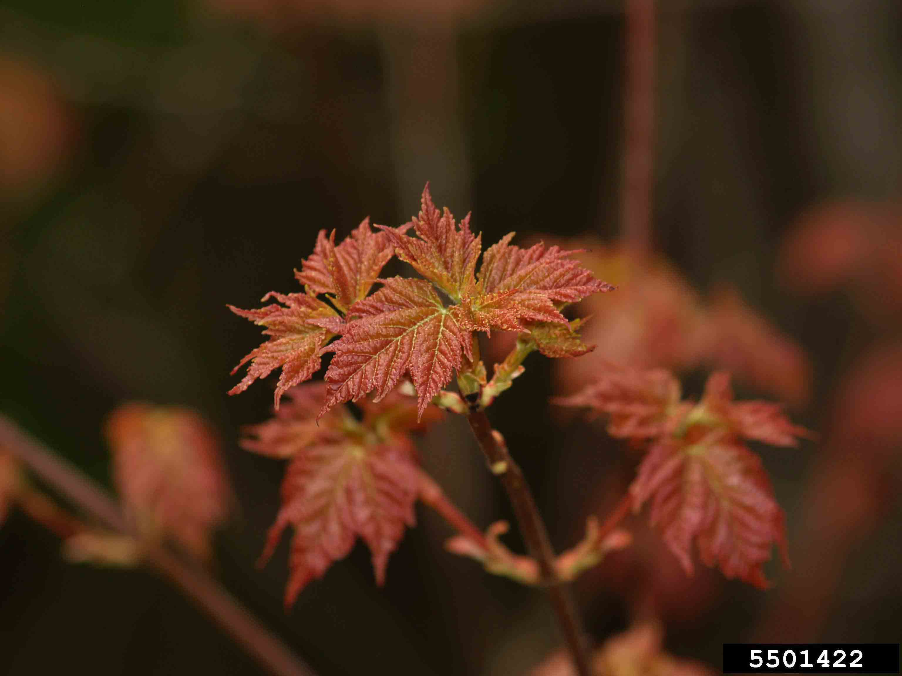 Red maple leaves emerging