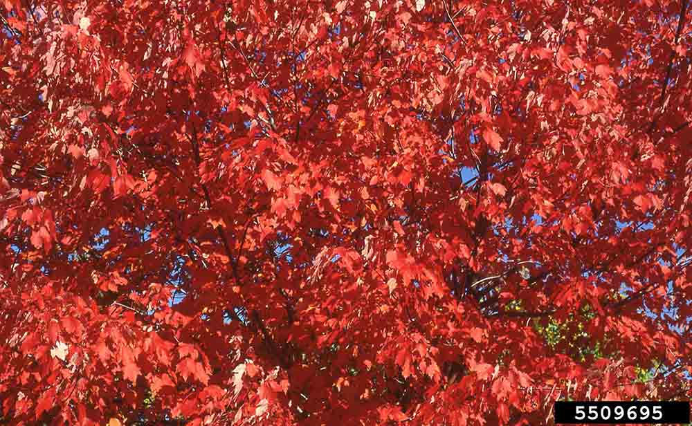 Red maple foliage, fall