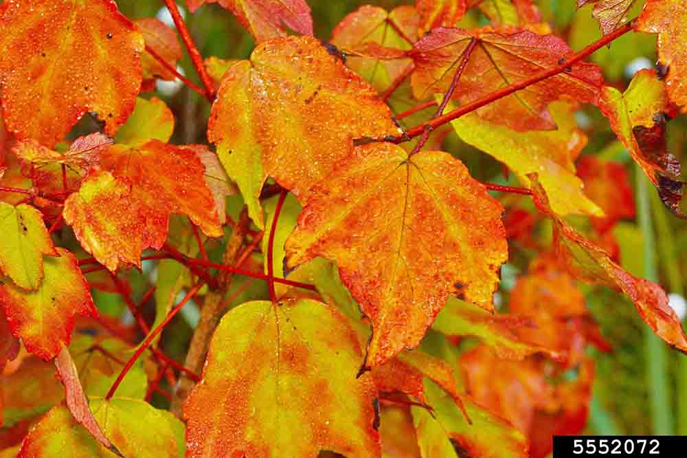 Red maple leaves, fall