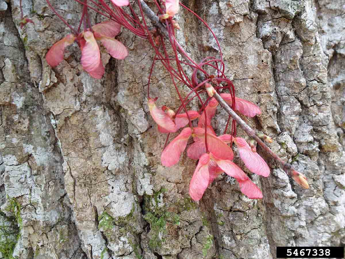 Red maple fruit, pairs of winged samaras