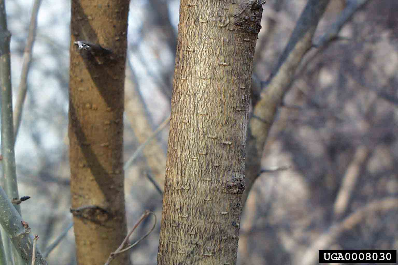 Red mulberry bark on trunk