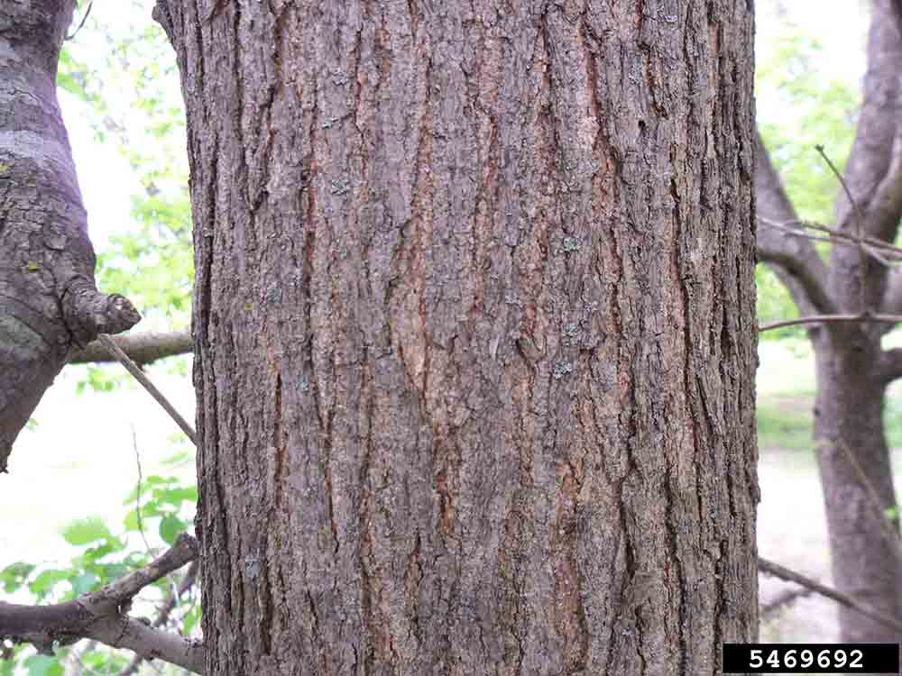 Red mulberry bark on trunk
