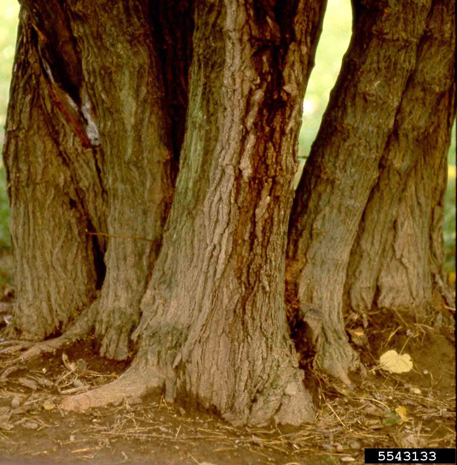 Red mulberry tree at base