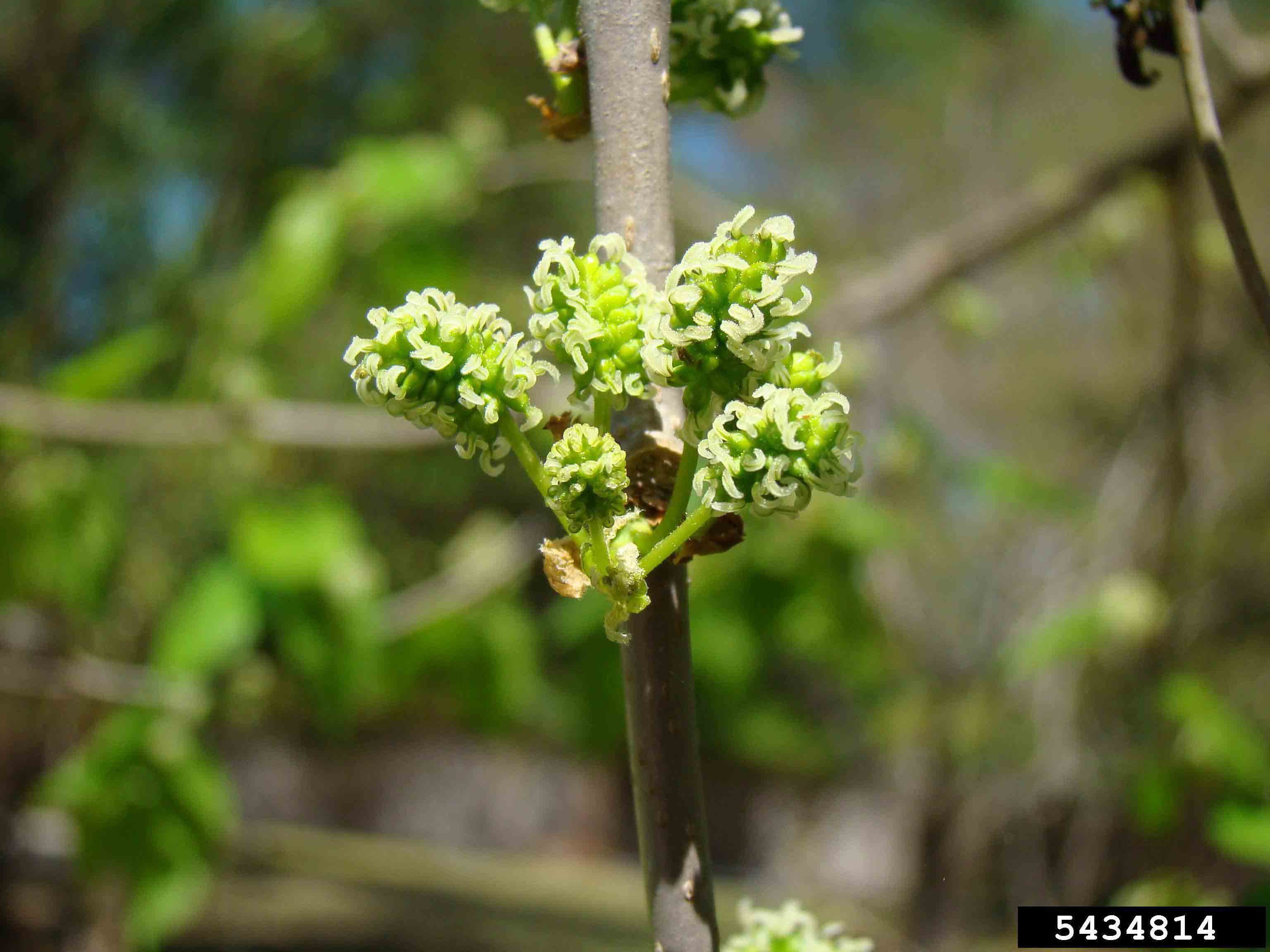 Red mulberry flowers
