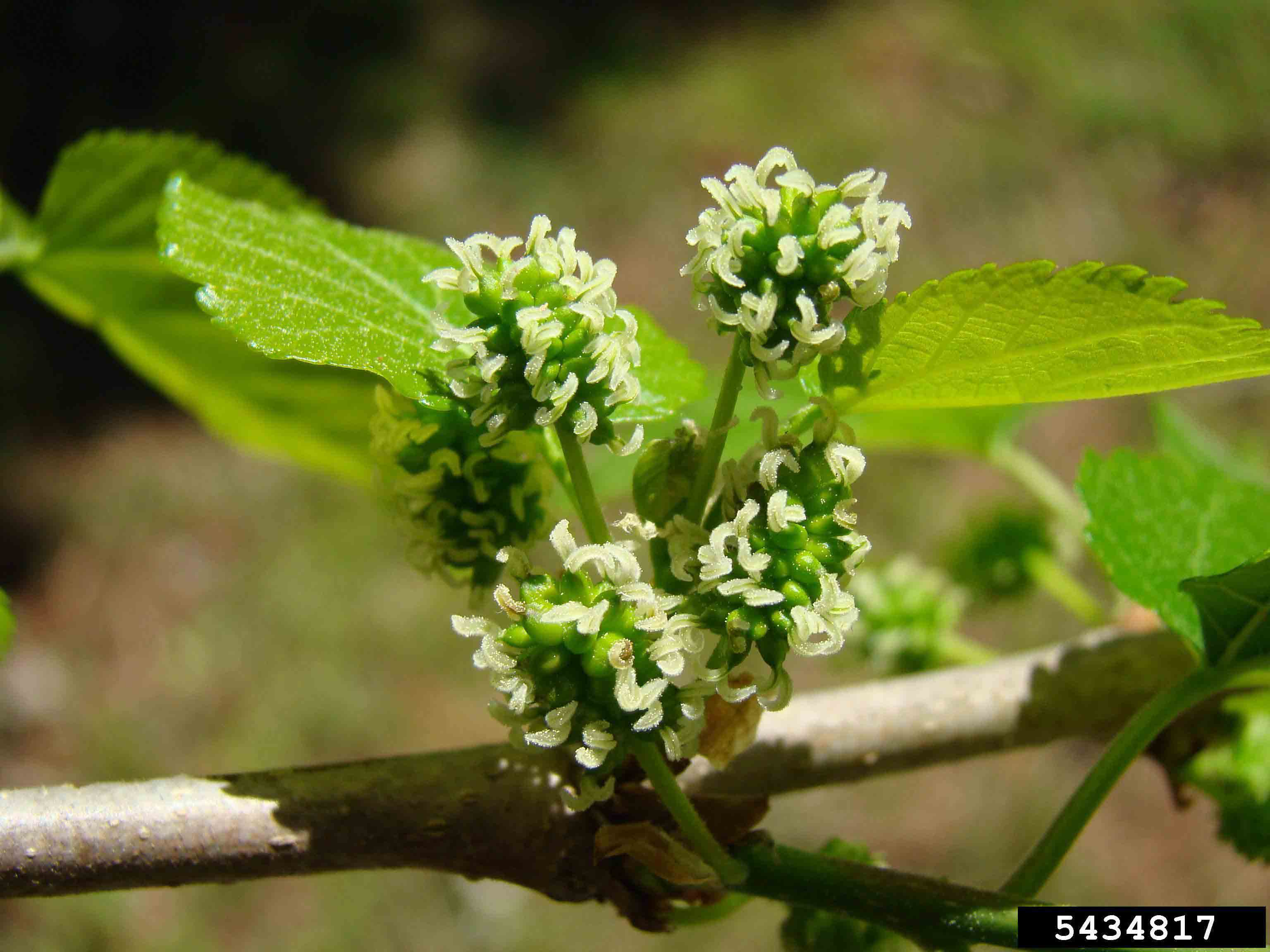 Red mulberry flowers