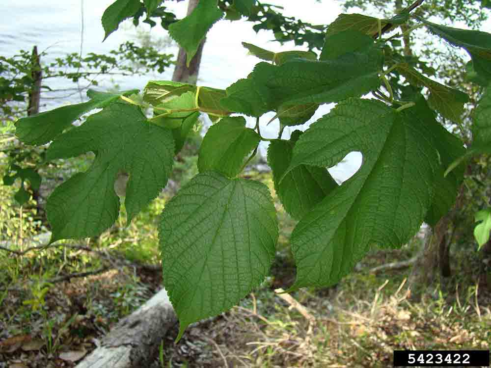 Red mulberry foliage, with dull rough upper surface, and unlobed or with 1, 3, or 5 lobes