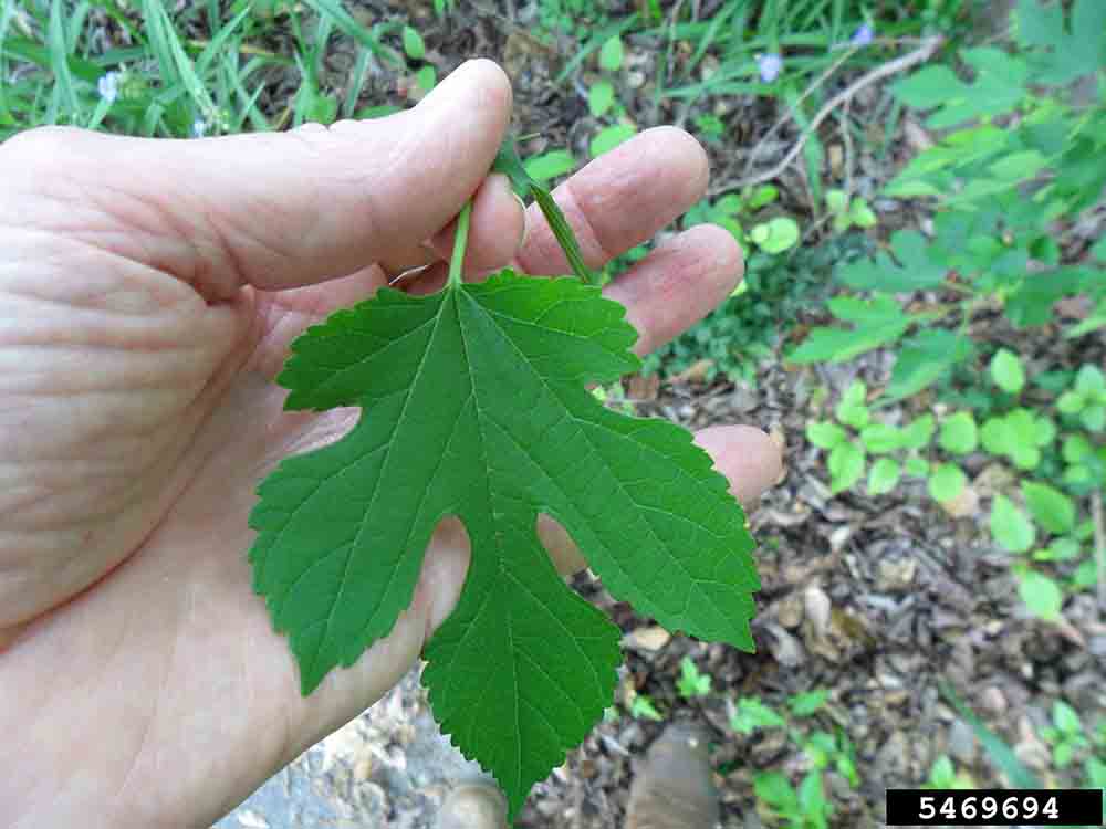 Red mulberry leaf, with dull rough upper surface and coarsely toothed margins
